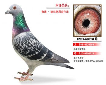 温氏鸽业130号拍卖鸽