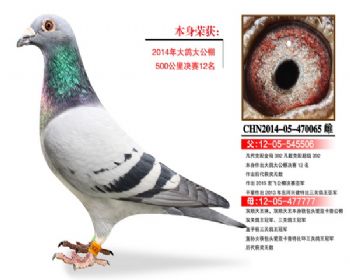 温氏鸽业129号拍卖鸽