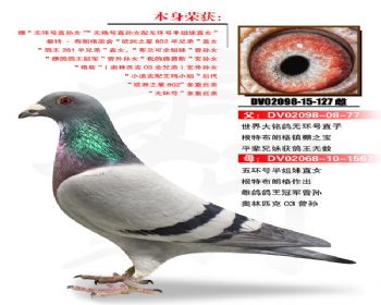 温氏鸽业132号拍卖鸽