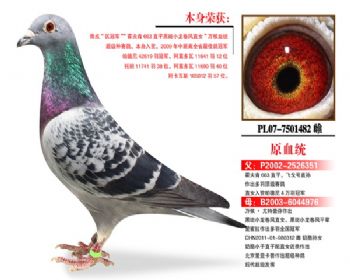 温氏鸽业133号拍卖鸽