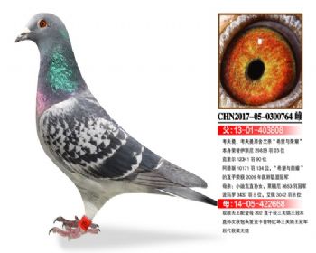 温氏鸽业139号拍卖鸽