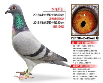 温氏鸽业142号拍卖鸽