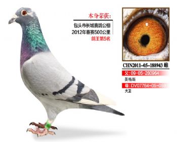 温氏鸽业144号拍卖鸽