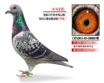 温氏鸽业147号拍卖鸽