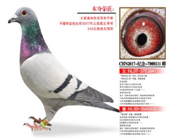 温氏鸽业148号拍卖鸽