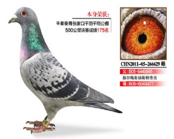 温氏鸽业149号拍卖鸽