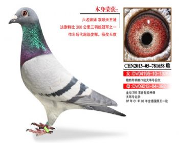 温氏鸽业153号拍卖鸽