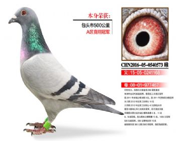 温氏鸽业154号拍卖鸽