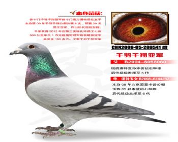 温氏鸽业155号拍卖鸽