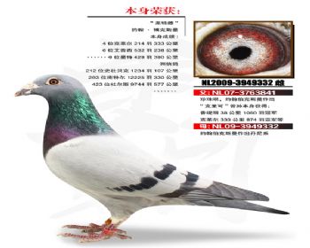 温氏鸽业156号拍卖鸽