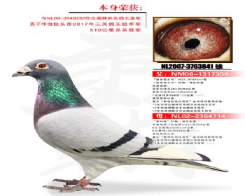 温氏鸽业157号拍卖鸽