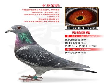 温氏鸽业158号拍卖鸽