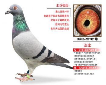 温氏鸽业161号拍卖鸽