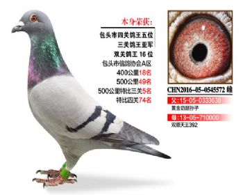 温氏鸽业162号拍卖鸽
