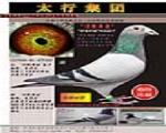鿴ƷͼƬ