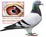 鿴ƷͼƬ