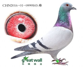 1.一号拍卖鸽.0999503