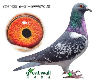 2.魔帝佛x灰鸽王血系.0999070