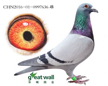 3.速霸龙x鲁道.0997636