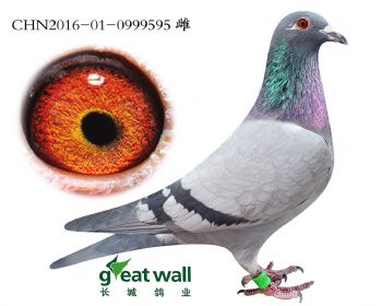 4.倚天x佛斯特拉.0999595