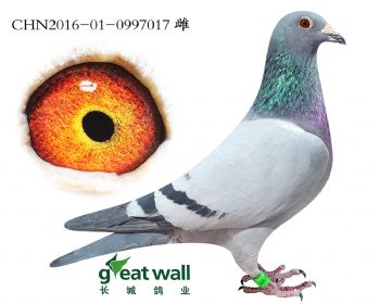 5.卡萨x克里克吉诺.0997017