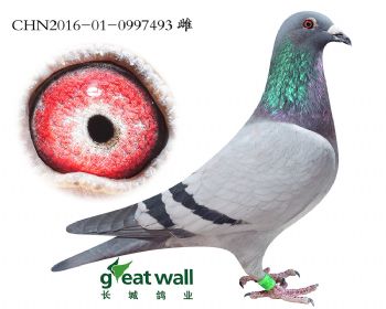 6.灰王子近血孙.0997493