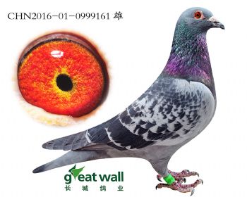 7.考夫曼x利奥.0999161