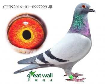 10.凡戴克x吉林克斯血系.0997229