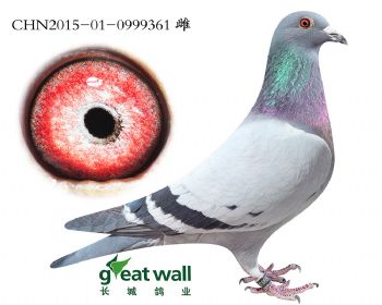12.吉伯特孙代.0999361
