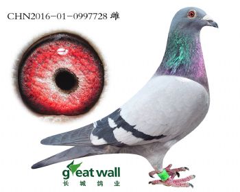 13.速霸龙x克里克吉诺.0997728