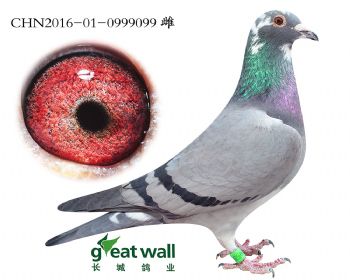 15.灰先生x雅拉孙代.0999099