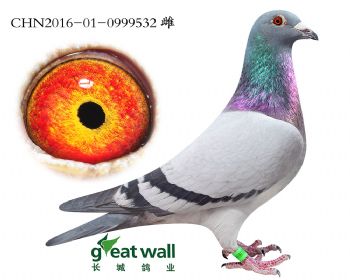 17.灰野马x贝拉.0999532