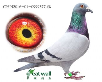 19.奥林匹克03孙代.0999577