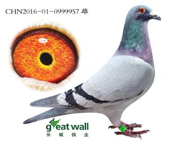 4.威廉直子.0999957