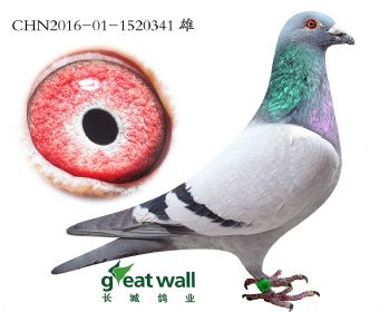 5.速霸龙血系.1520341