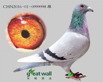 10.鲁迪迪尔斯x鲁道.0999998
