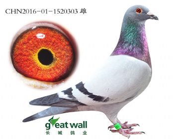 11.新福雷迪孙代.1520303