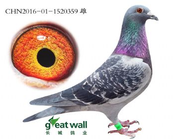 13.速霸龙x卡萨x盖比.1520359