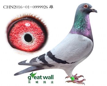 17.波多斯直子.0999926