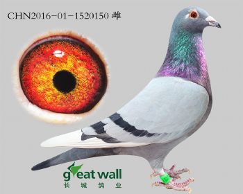 18.鲁道血系.1520150