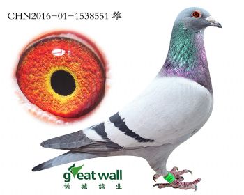 1.倚天梅尔浪血系.1538551