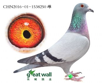 3.速霸龙血系.1538250
