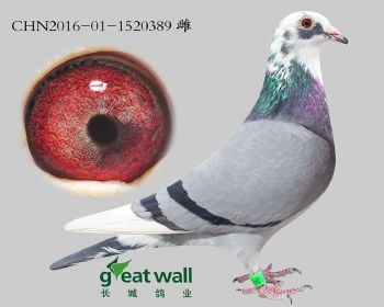 6.鲁道x克拉克x凡龙.1520389