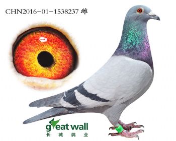 7.速霸龙x鲁道.1538237