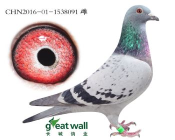 9.盖比血系.1538091