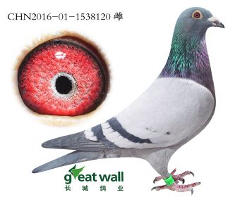 10.速霸龙血系.1538120