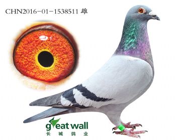 11.气魄x鹰眼.1538511