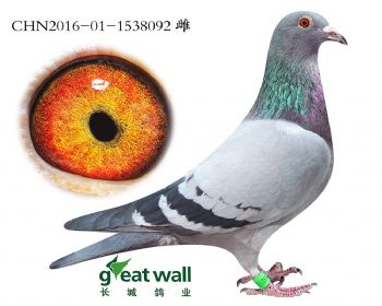 12.凡戴克x盖比.1538092