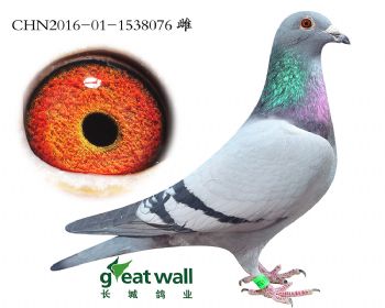 13.鲁道血系.1538076