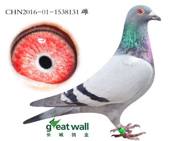 14.蒙帝直孙.1538131